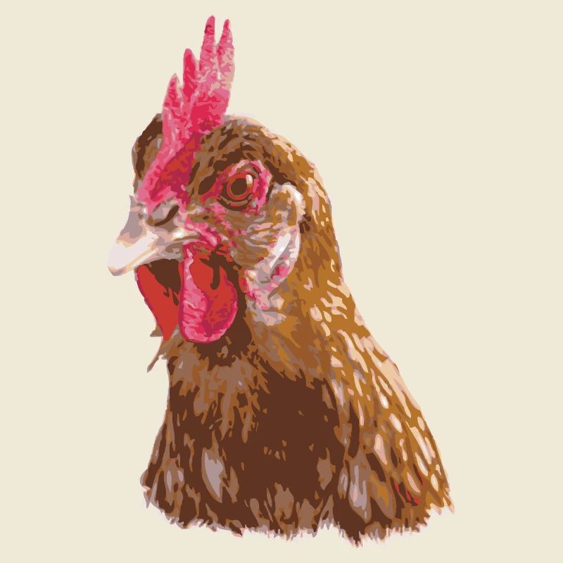 Fans de poulet - Coq - Coq - Poulet fleur - Bio