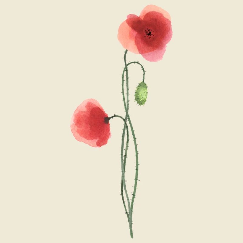 Blume: roter Mohn
