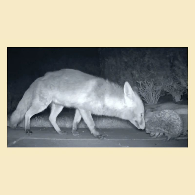 Night Fox Hedgehog Encounter