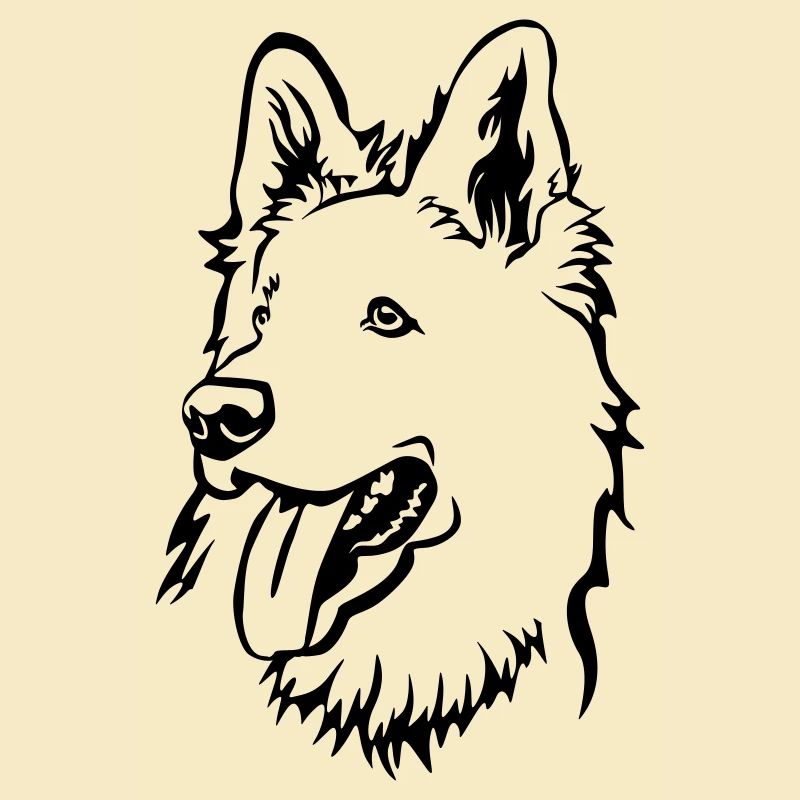 Schweizer Schäferhund Kopf