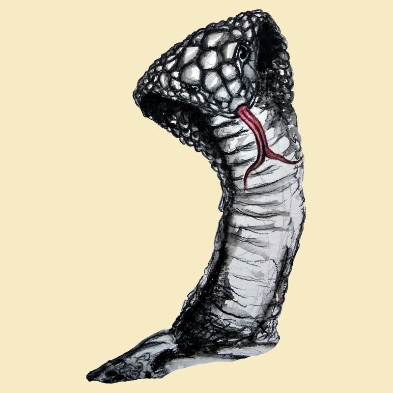 Cobra