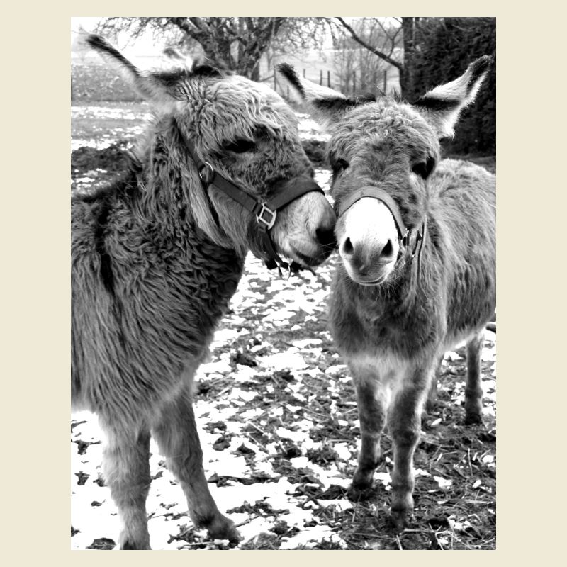 Two donkeys