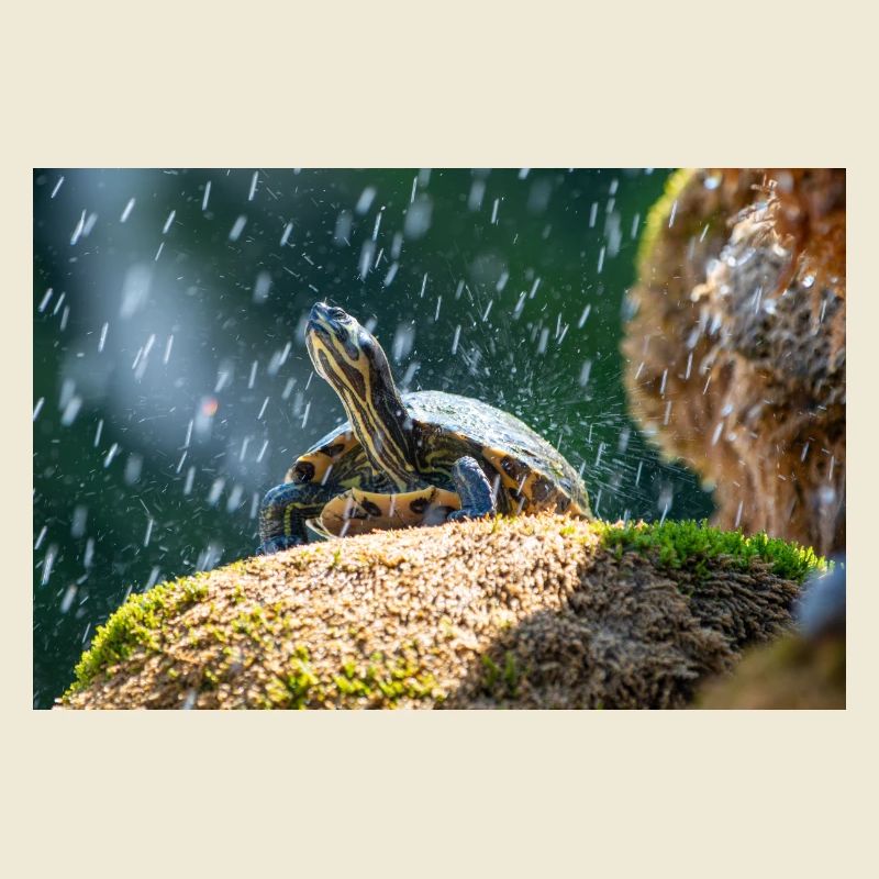Gelbbauch-Slider Trachemys scripta scripta