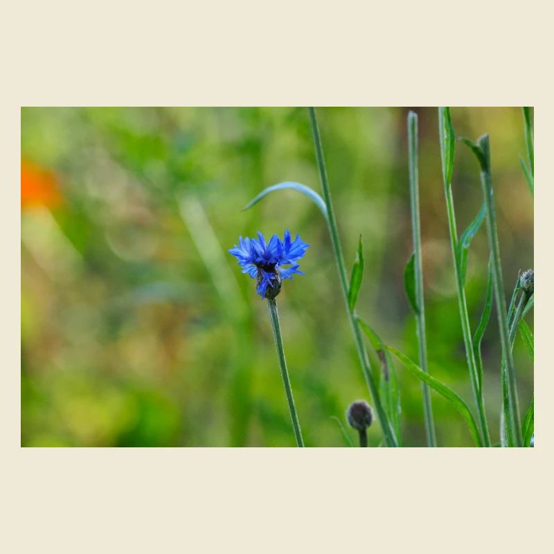 Bleuet
