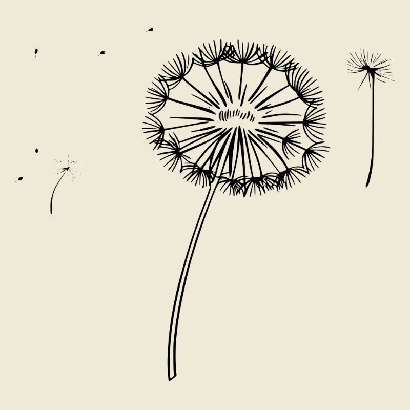 Delicate dandelion as vector illustration