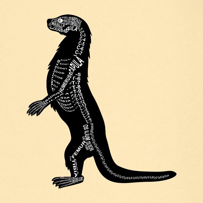 Loutre