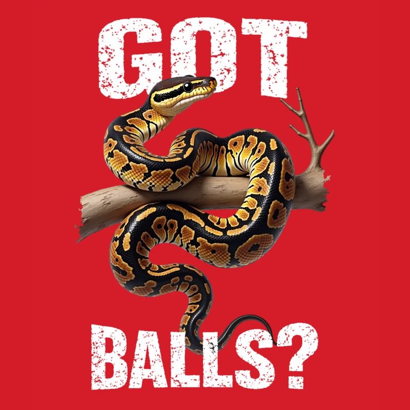 Königspython Schlangen Liebhaber Terrarium Python