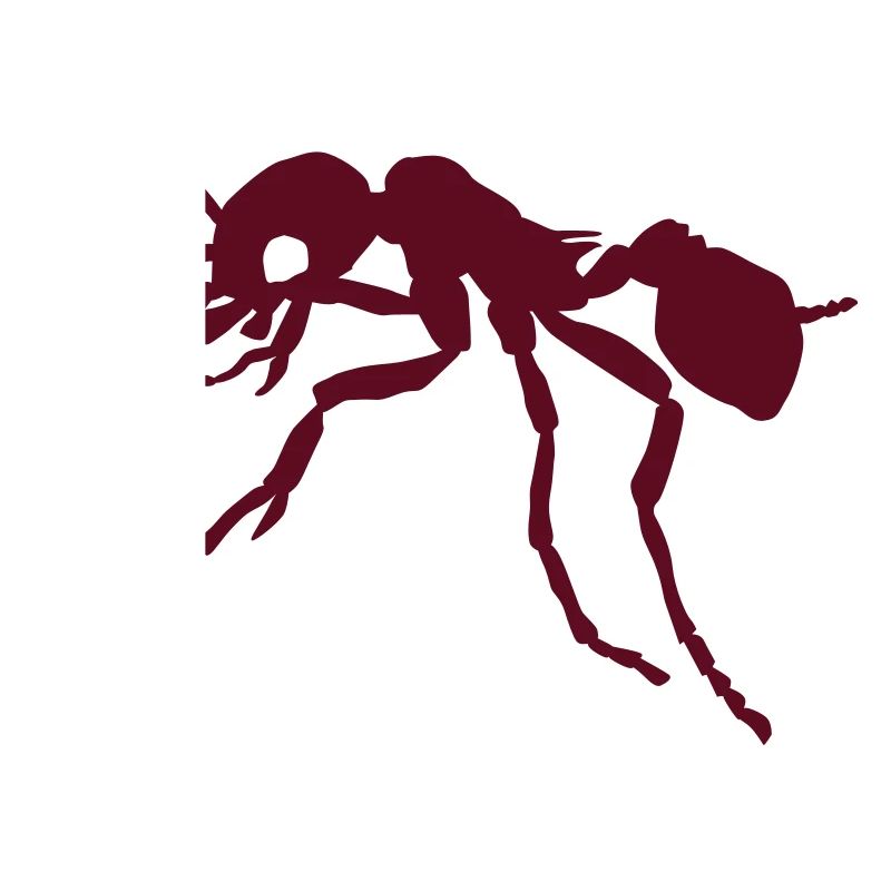 Ant
