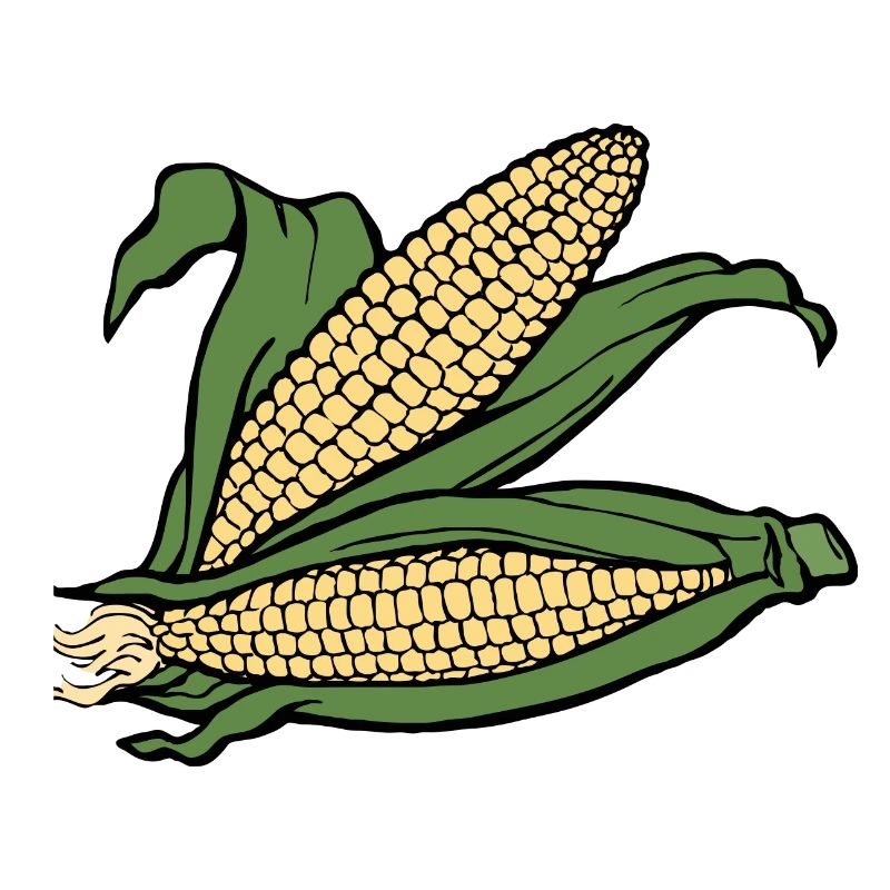 corn corn maize cereal veggie vegetables vegetables