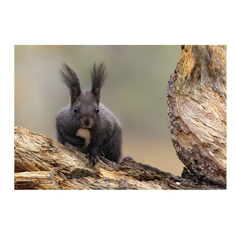 Oachkatzl / Eichhörnchen