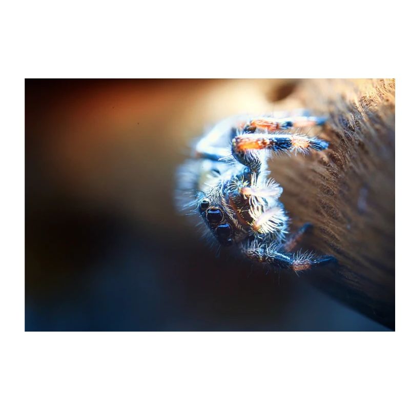 Araignée sauteuse, Phidippus regius, araignée sauteuse