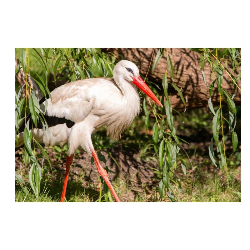 Weißstorch oder Klapperstorch