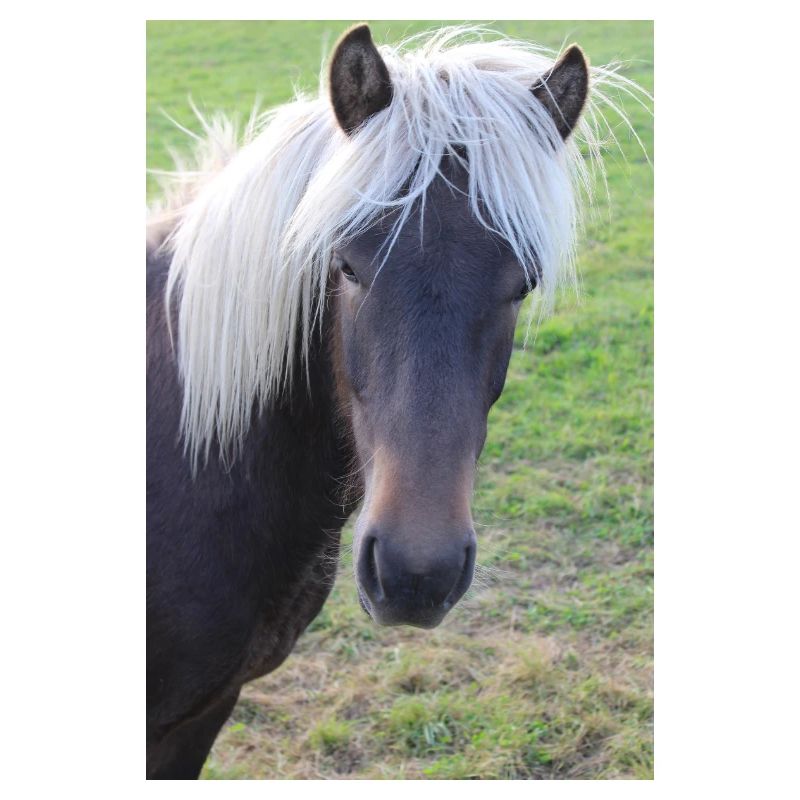 Affiche Cheval Cheval
