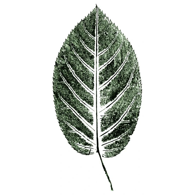Beech Sheet / Leaf / GREEN