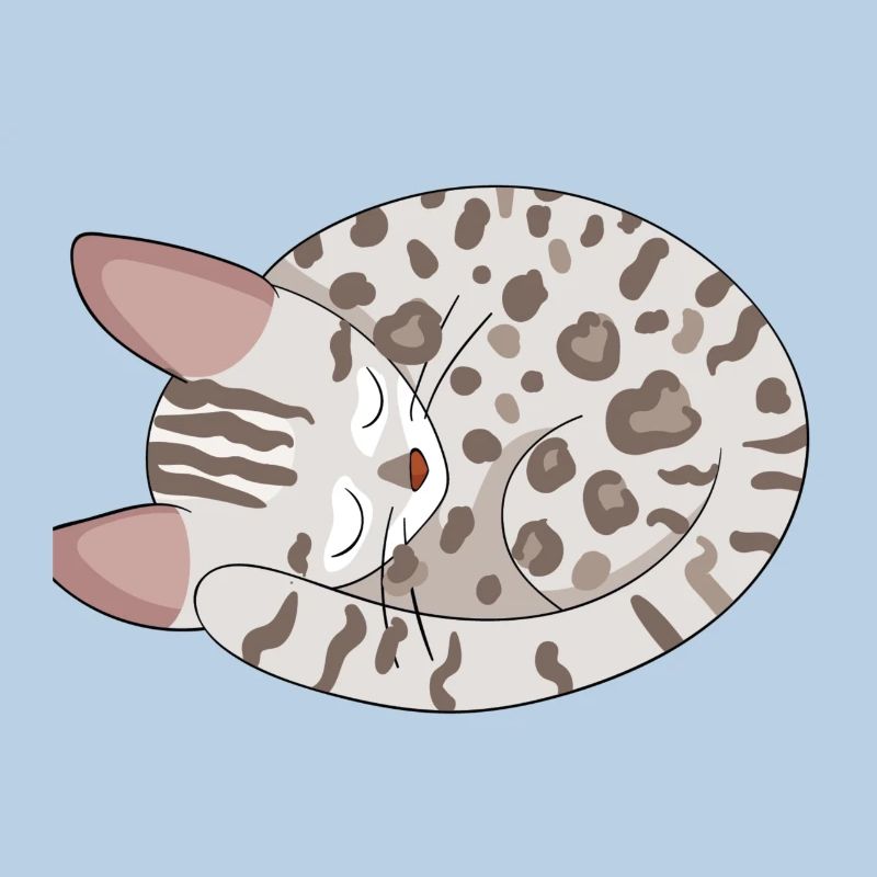 Chat de Bengale Chat