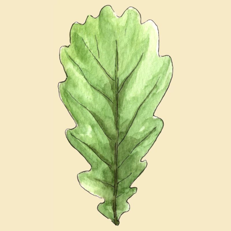 Blatt einer Eiche