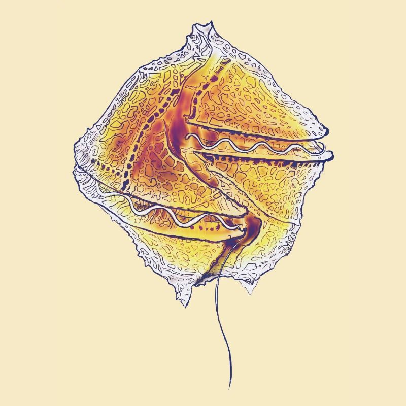 Gonyaulax spinifera