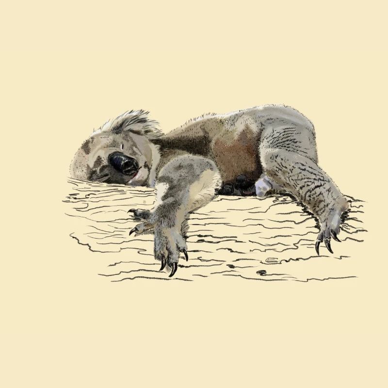 koala bear