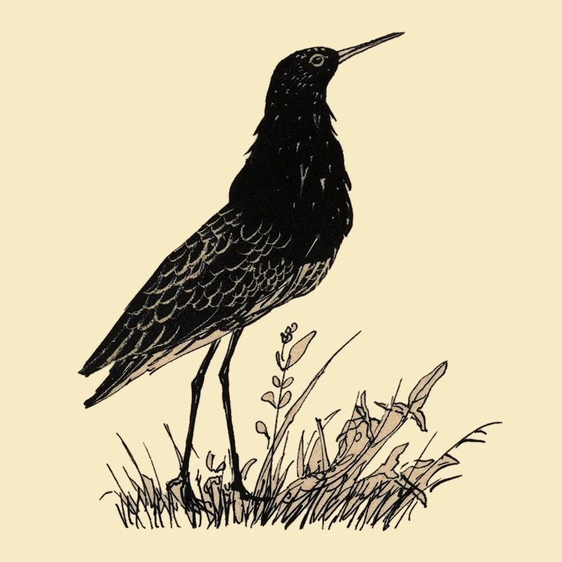 bird