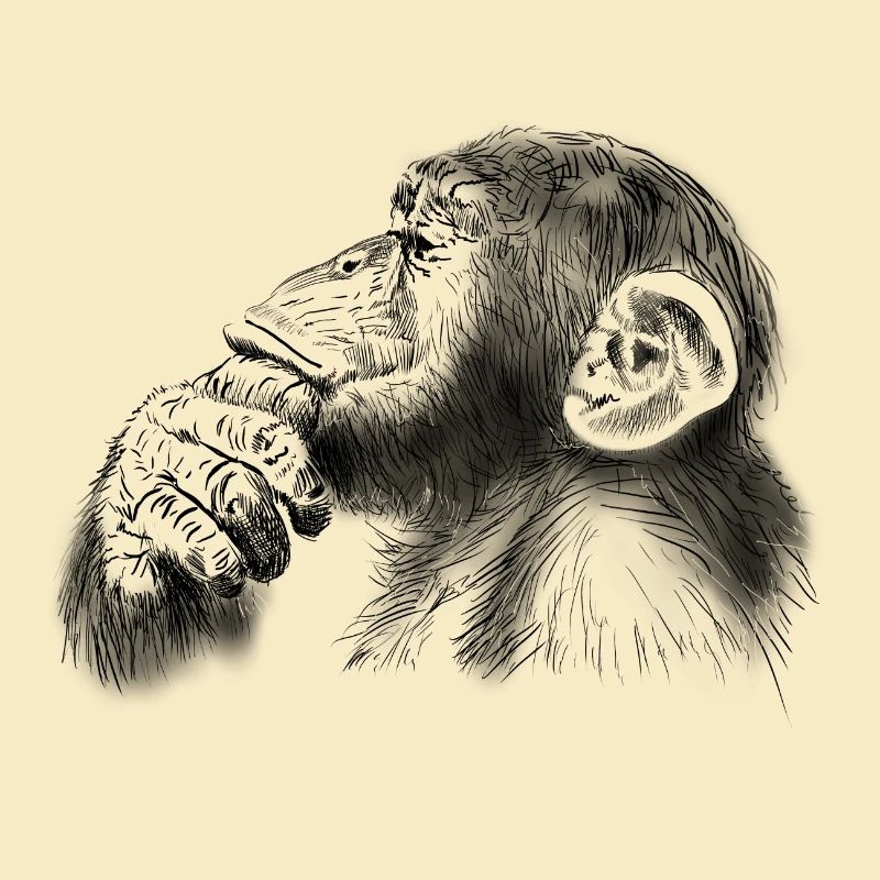 chimpanzé
