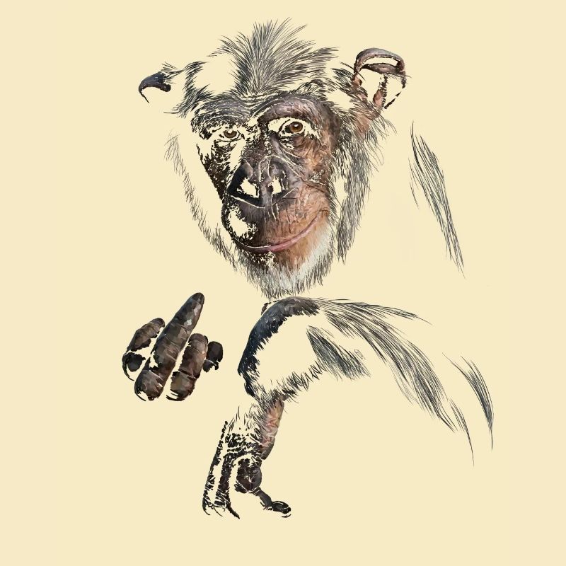 Chimpanzé