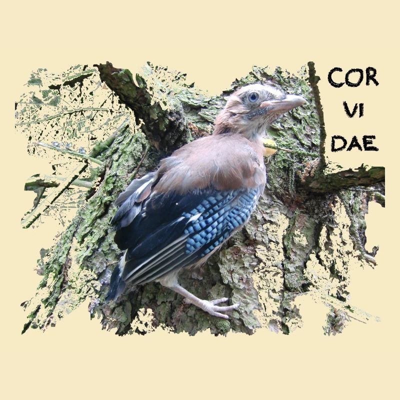 Eichelhäher Corvidae