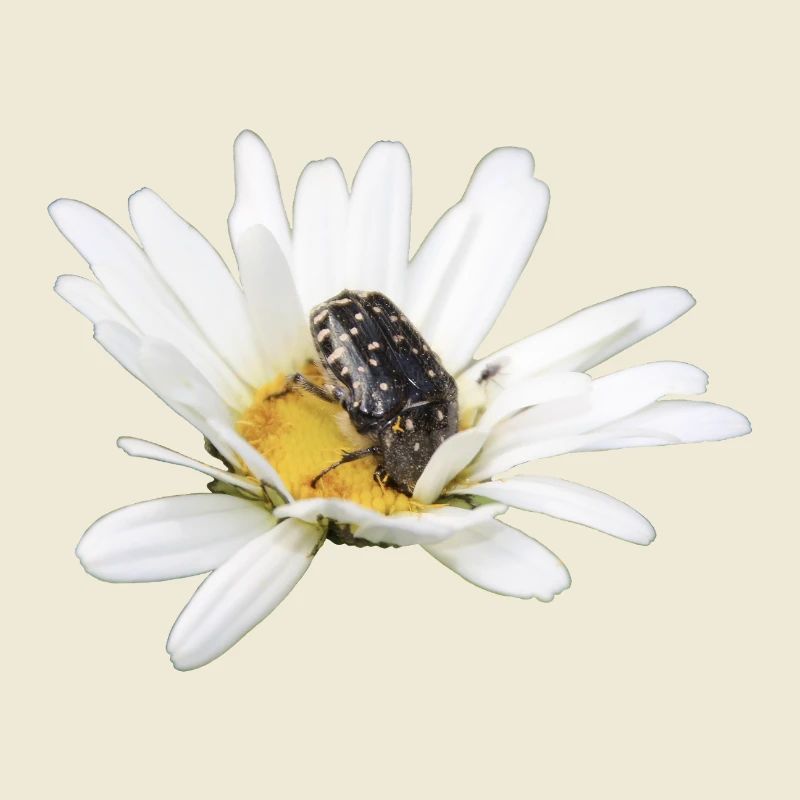 Rose chafer
