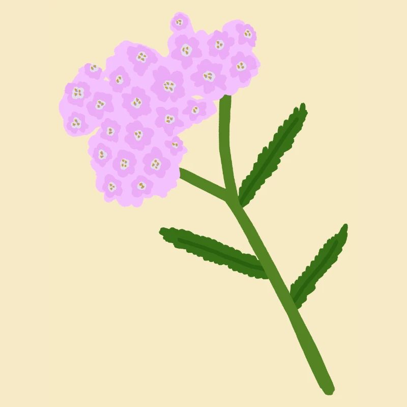 Grappe de fleurs d’achillée pastel