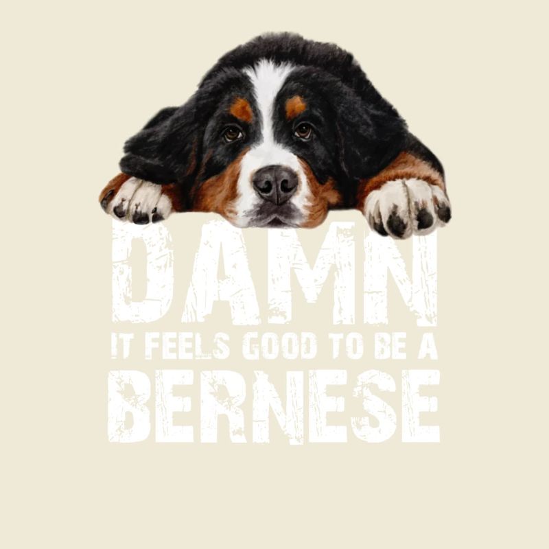Bouvier bernois