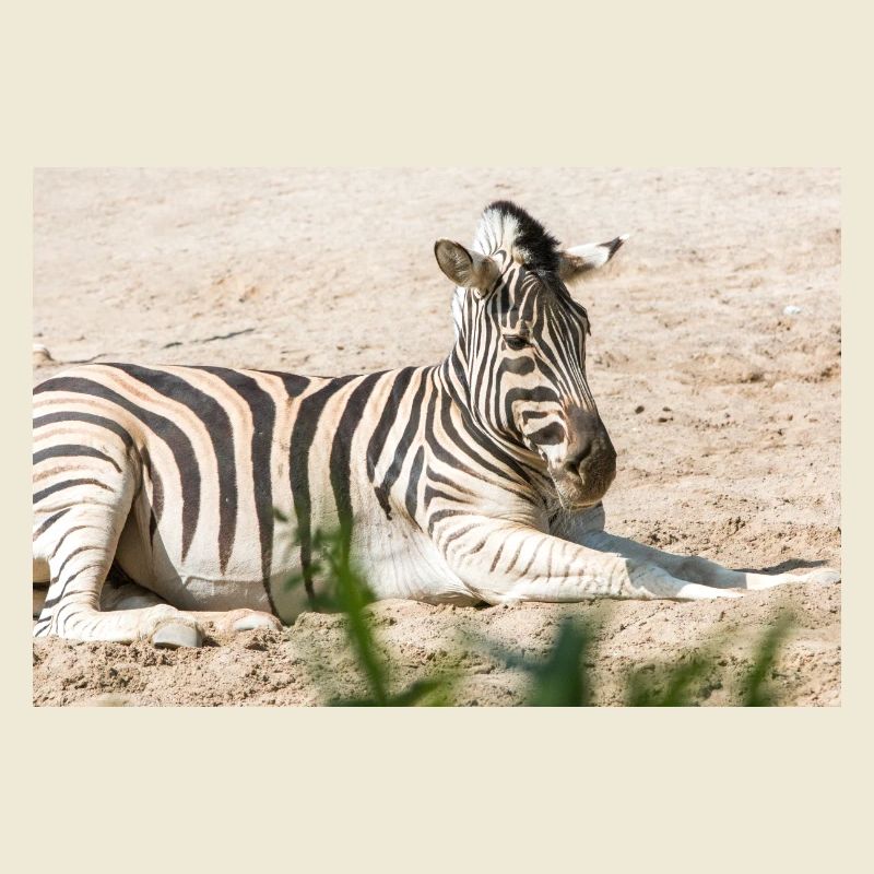 Zebra (auf Deutsch Zebra oder Zebras) Hippotigris