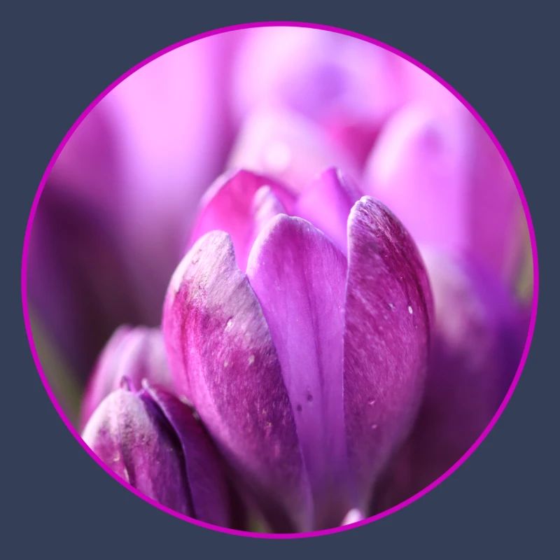 Crocus Crocus Fleurs violettes Crocus Bourgeon de crocus