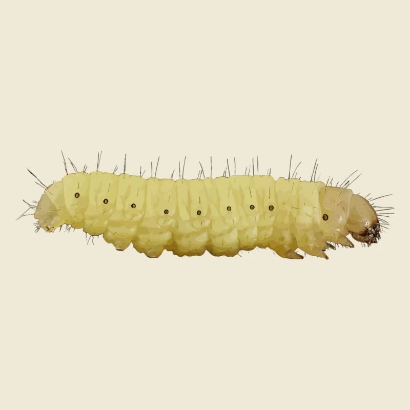 Raupe