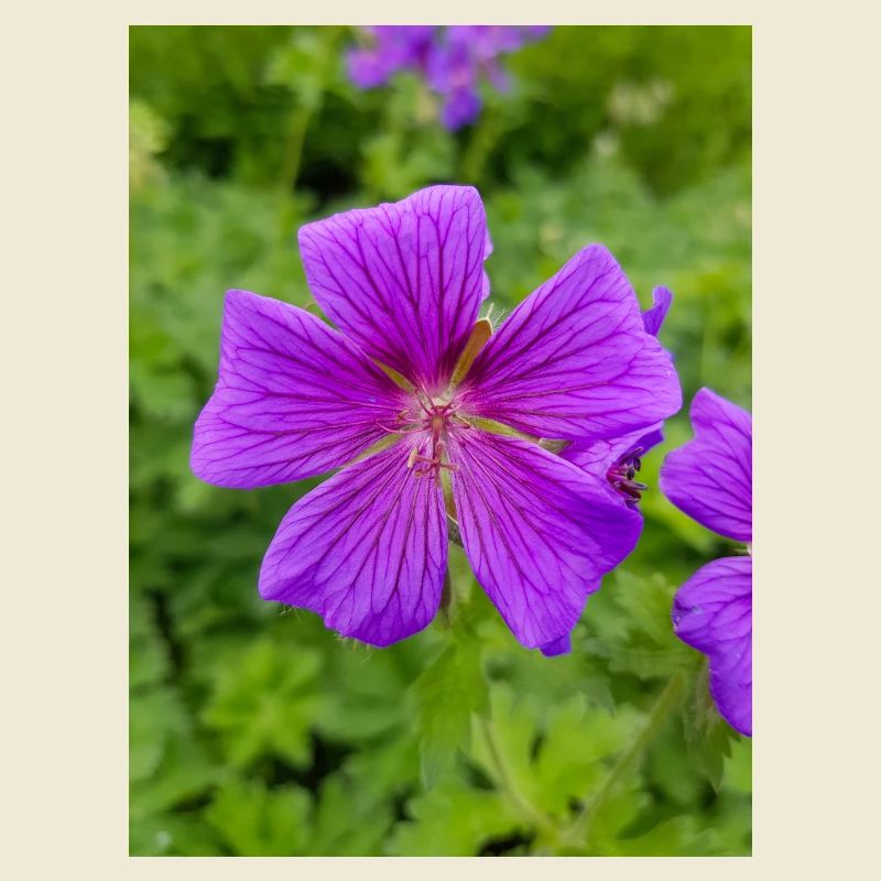 Geranium Brookside in german Storchschnäbel