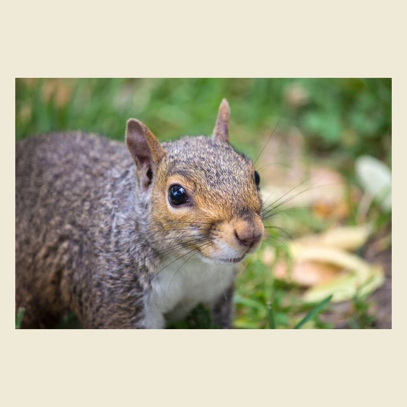 Grey squirrel (in german Grauhörnchen) Sciurus