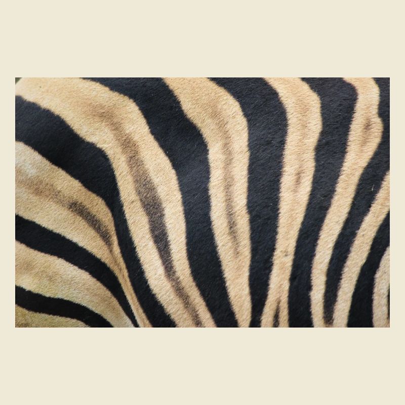 Zebra (auf Deutsch Zebra oder Zebras) Hippotigris