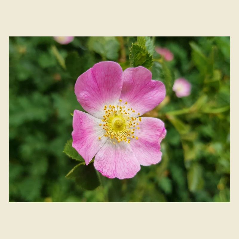 sweet briar also eglantine rose Weinrose