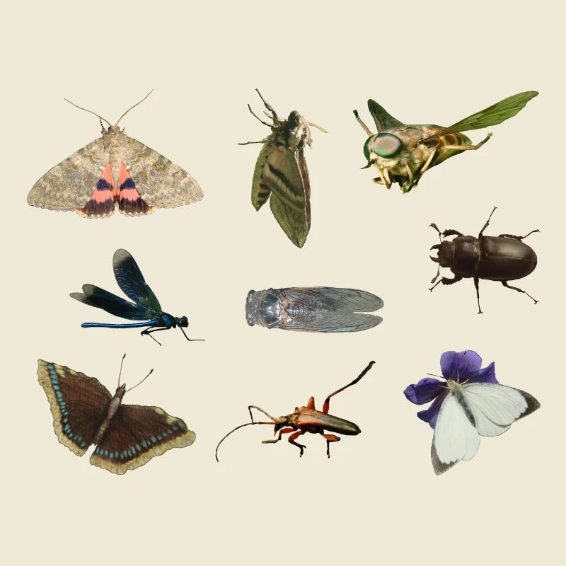 insects