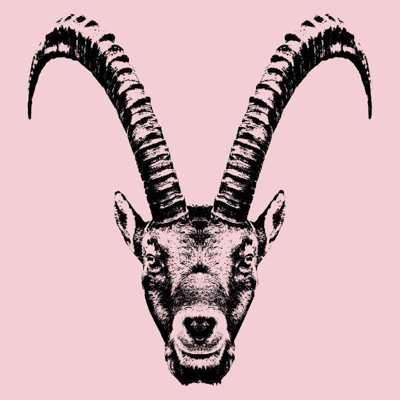 Steinbock / Kopf / Ibex / frontal