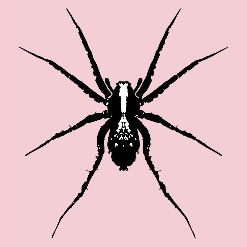 Spider / Wolf Spider