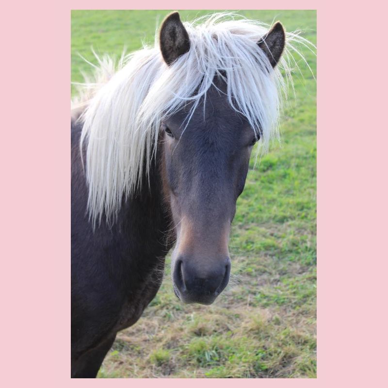 Affiche Cheval Cheval