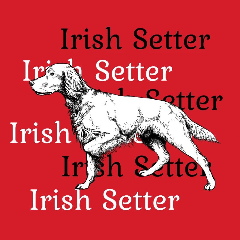 Irish Setter vorstehend