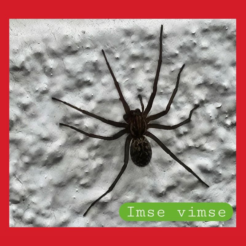 spider