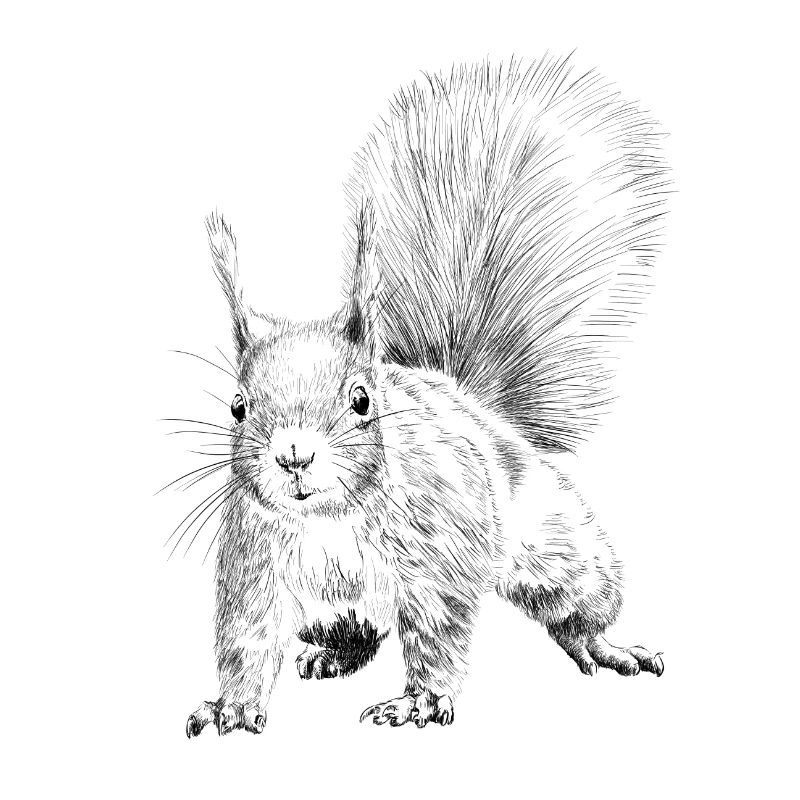 Eichhörnchen 
