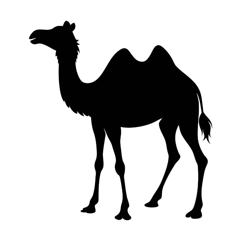 camel