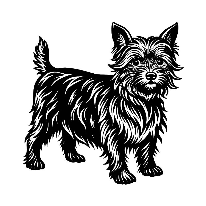 Cairn Terrier
