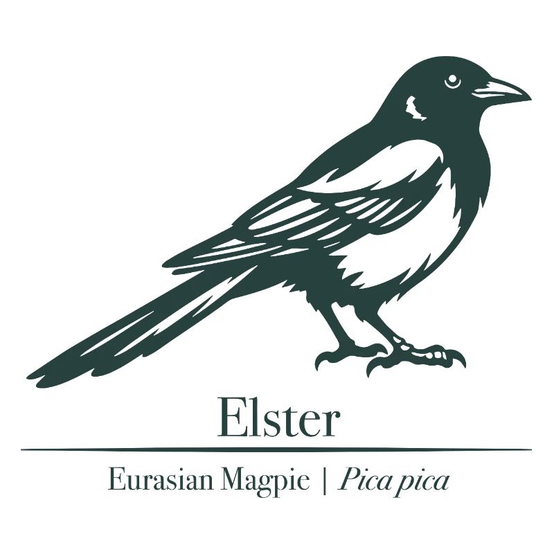 Magpie Silhouette | Ornithology | Drawing