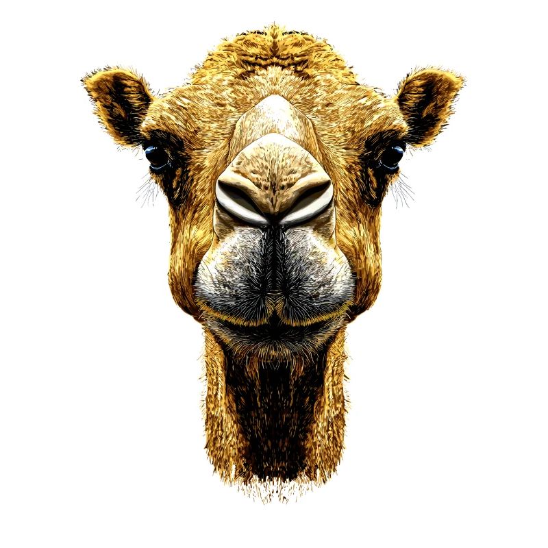 Camel Dromedary Bactrian Camel Gift Camels