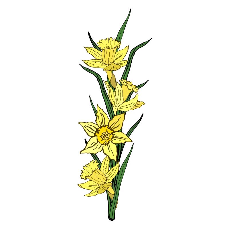 Valentine's Day Easter Birthday Wedding Daffodils