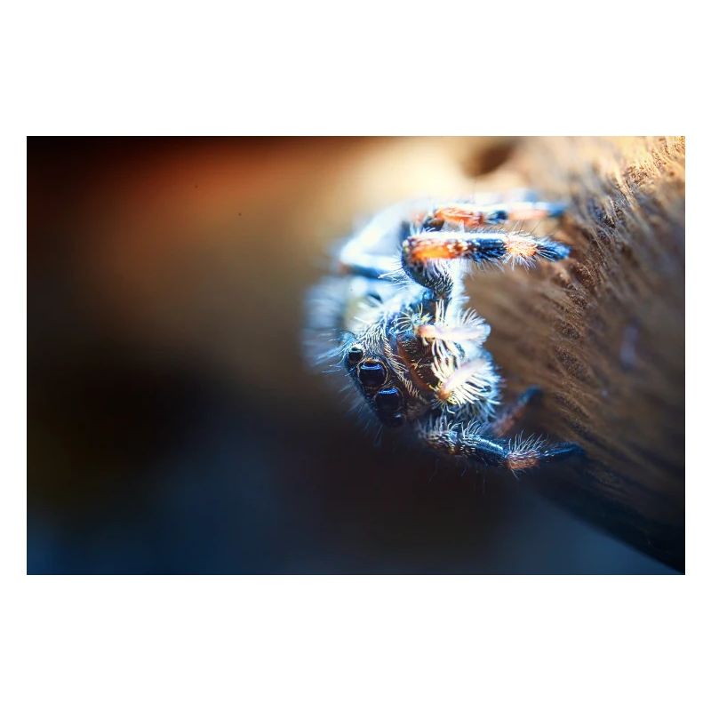 Springspinne, Phidippus regius,jumping spider