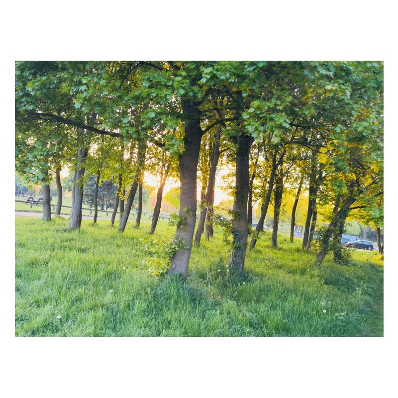 Forêt
